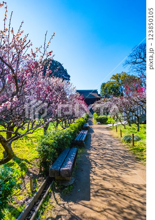 大阪府 道明寺天満宮の梅林 123850105
