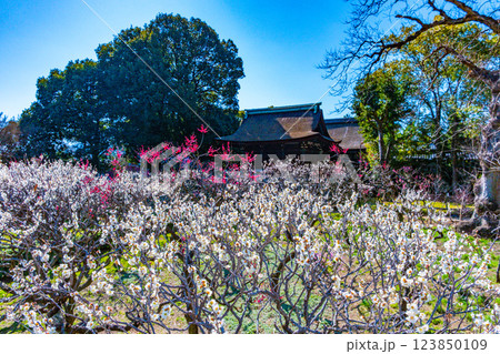 大阪府 道明寺天満宮の梅林 123850109
