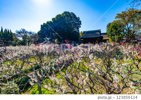 大阪府 道明寺天満宮の梅林 123850114