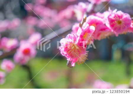 枝垂れ梅のアップ 枝垂れ梅のアップ 123850194