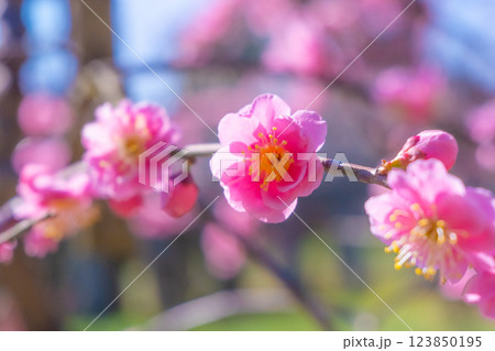 枝垂れ梅のアップ 123850195