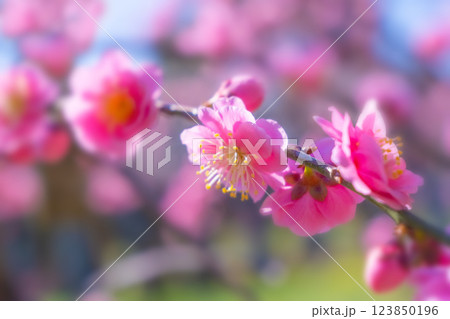 枝垂れ梅のアップ 123850196