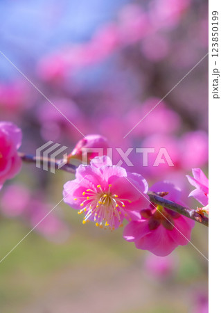 枝垂れ梅のアップ 123850199