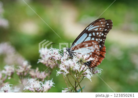 アサギマダラの穏やかなひととき	 123850261