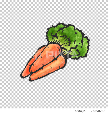 春にんじんの手描き筆絵風イラスト 春にんじんの手描き筆絵風イラスト 123850266