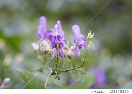 ヤマトリカブトの静寂な輝き	 ヤマトリカブトの静寂な輝き	 123850386