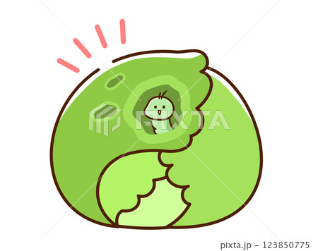 虫食いキャベツ 虫食いキャベツ 123850775