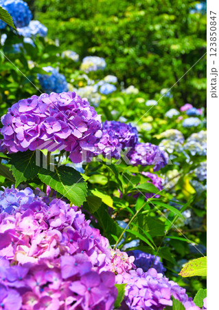 本土寺　美しいあじさい（千葉県松戸市） 123850847