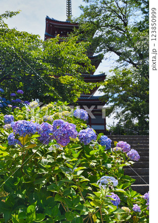 本土寺 美しいあじさいと五重塔(千葉県松戸市) 本土寺 美しいあじさいと五重塔(千葉県松戸市) 123850999