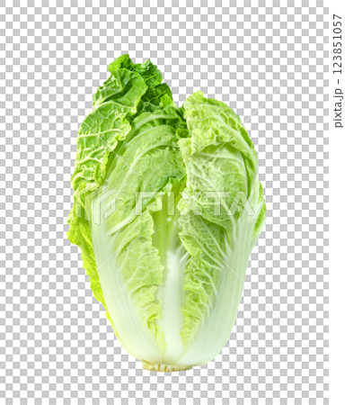 Fresh chinese cabbage leaf isolated. Green leaves pattern 123851057