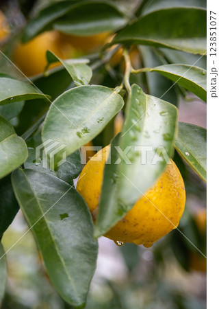 雨後の水滴のついた小夏 123851077