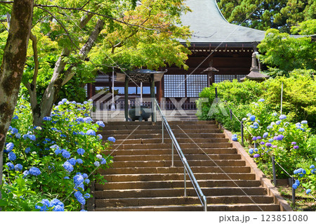 本土寺　本堂と美しいあじさい（千葉県松戸市） 123851080