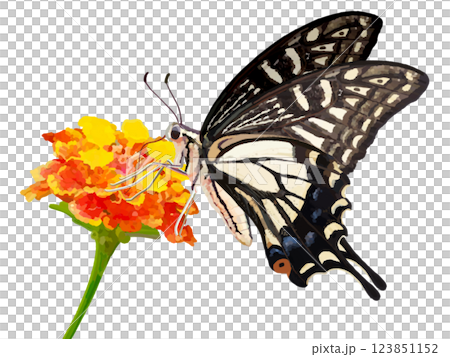 Swallowtail and Lantana flowers 123851152