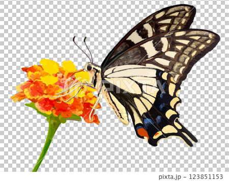 燕尾蝶和馬纓丹花 123851153