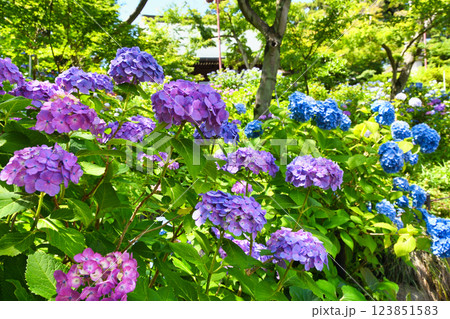 本土寺 美しいあじさい(千葉県松戸市) 本土寺 美しいあじさい(千葉県松戸市) 123851583