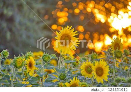 Sunflower field at sunset with golden sunlight and beautiful blooming sunflowers 123851912