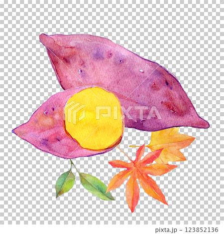 Watercolor illustration: Autumnal sweet potato Watercolor illustration: Autumnal sweet potato 123852136