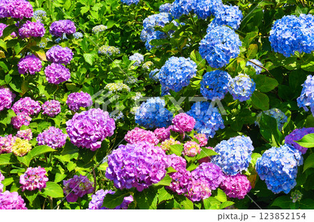 本土寺　美しいあじさい（千葉県松戸市） 123852154