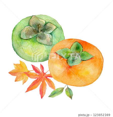 水彩イラスト 青柿と熟した柿のセット 水彩イラスト 青柿と熟した柿のセット 123852169