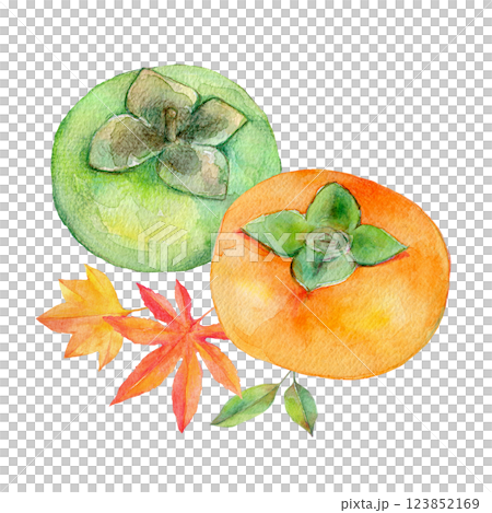 水彩イラスト 青柿と熟した柿のセット 水彩イラスト 青柿と熟した柿のセット 123852169