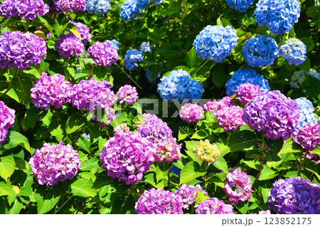 本土寺　美しいあじさい（千葉県松戸市） 123852175