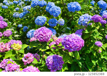 本土寺　美しいあじさい（千葉県松戸市） 123852369