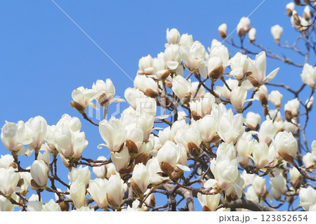 ハクモクレンの花 123852654