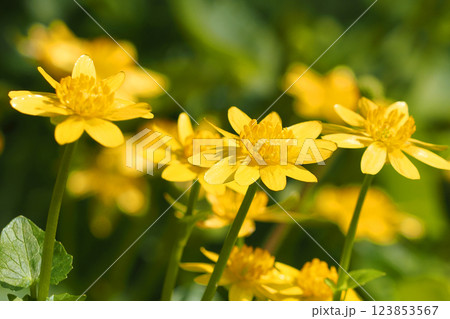 ヒメリュウキンカの花 123853567