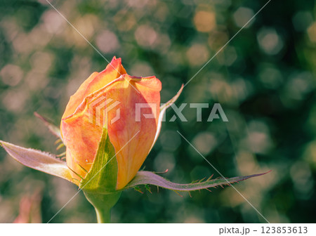 前橋バラ園　薔薇の花ー68 123853613