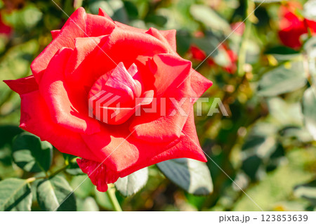 前橋バラ園 薔薇の花ー104 前橋バラ園 薔薇の花ー104 123853639