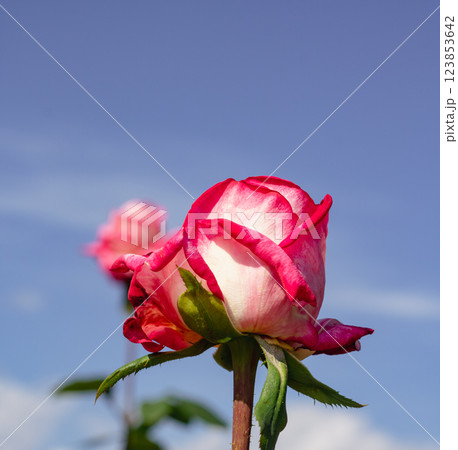 前橋バラ園 薔薇の花ー107 前橋バラ園 薔薇の花ー107 123853642