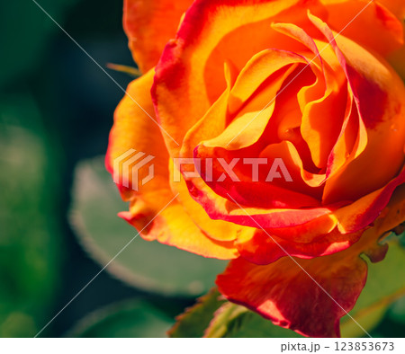 前橋バラ園　薔薇の花ー74 123853673