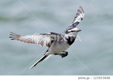 飛んでいるハクセキレイ 123853686