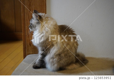 耳を澄まして、お澄まし猫 耳を澄まして、お澄まし猫 123853951