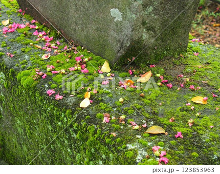 秋の寺境内の苔むす石に散った枯れ葉と百日紅の花びら 123853963