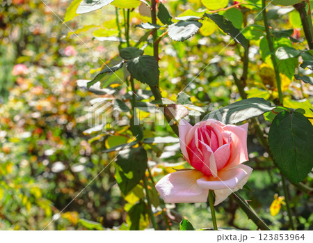 前橋バラ園バラの花ー8 123853964