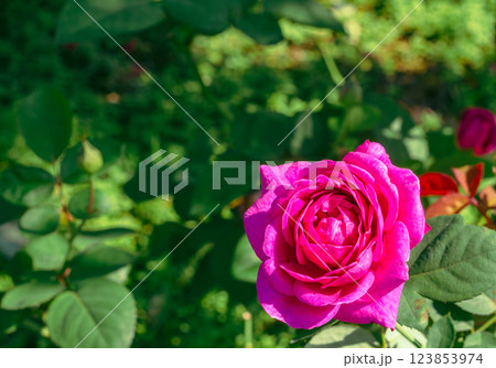 前橋バラ園バラの花ー18 123853974