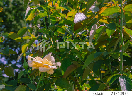 前橋バラ園バラの花ー19 123853975