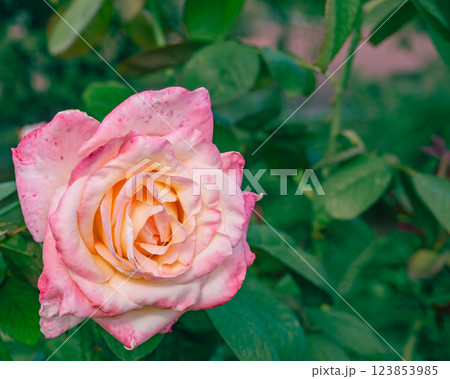 前橋バラ園バラの花ー36 123853985