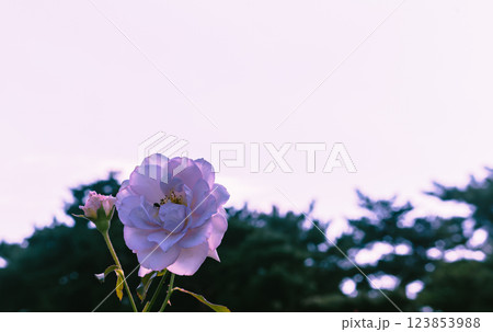 前橋バラ園バラの花ー39 前橋バラ園バラの花ー39 123853988
