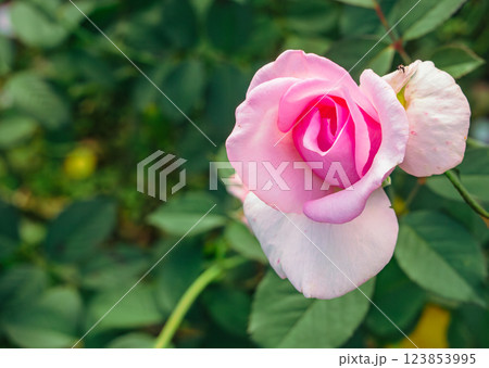 前橋バラ園バラの花ー46 前橋バラ園バラの花ー46 123853995
