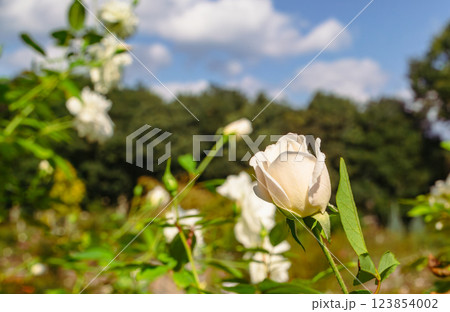 前橋バラ園バラの花ー53 前橋バラ園バラの花ー53 123854002