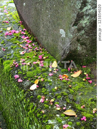 秋の寺境内の苔むす石に散った枯れ葉と百日紅の花びら 123854020