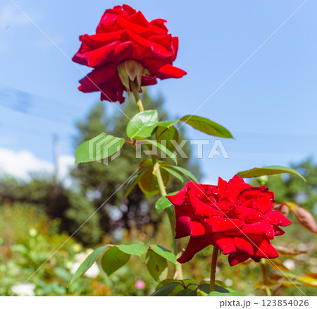 前橋バラ園バラの花ー26 123854026