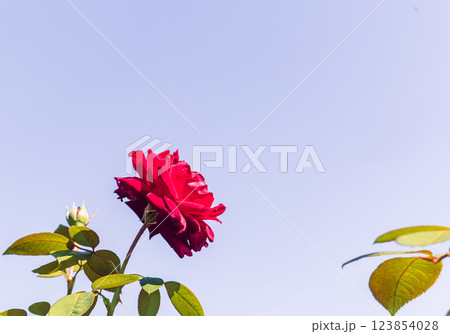 前橋バラ園バラの花ー28 123854028