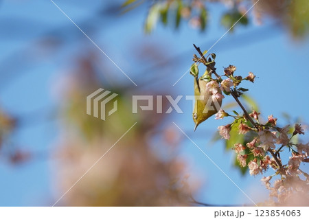 メジロと桜の花　 123854063