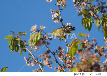 桜の花とメジロ 桜の花とメジロ 123854068