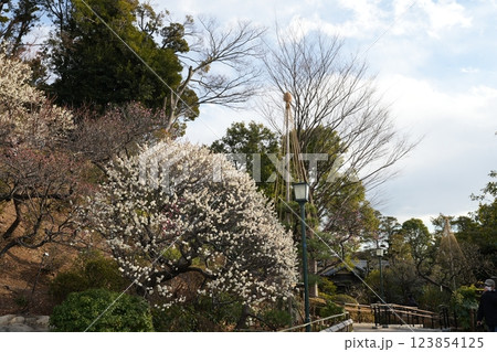 早春の池上梅園 早春の池上梅園 123854125