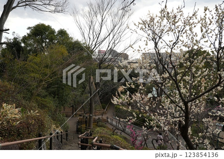 早春の池上梅園 早春の池上梅園 123854136
