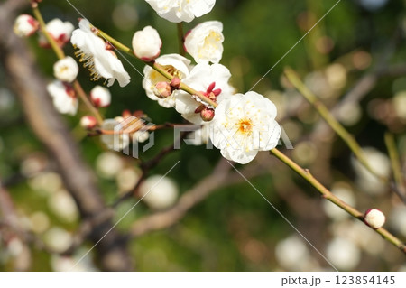 早春の池上梅園 123854145